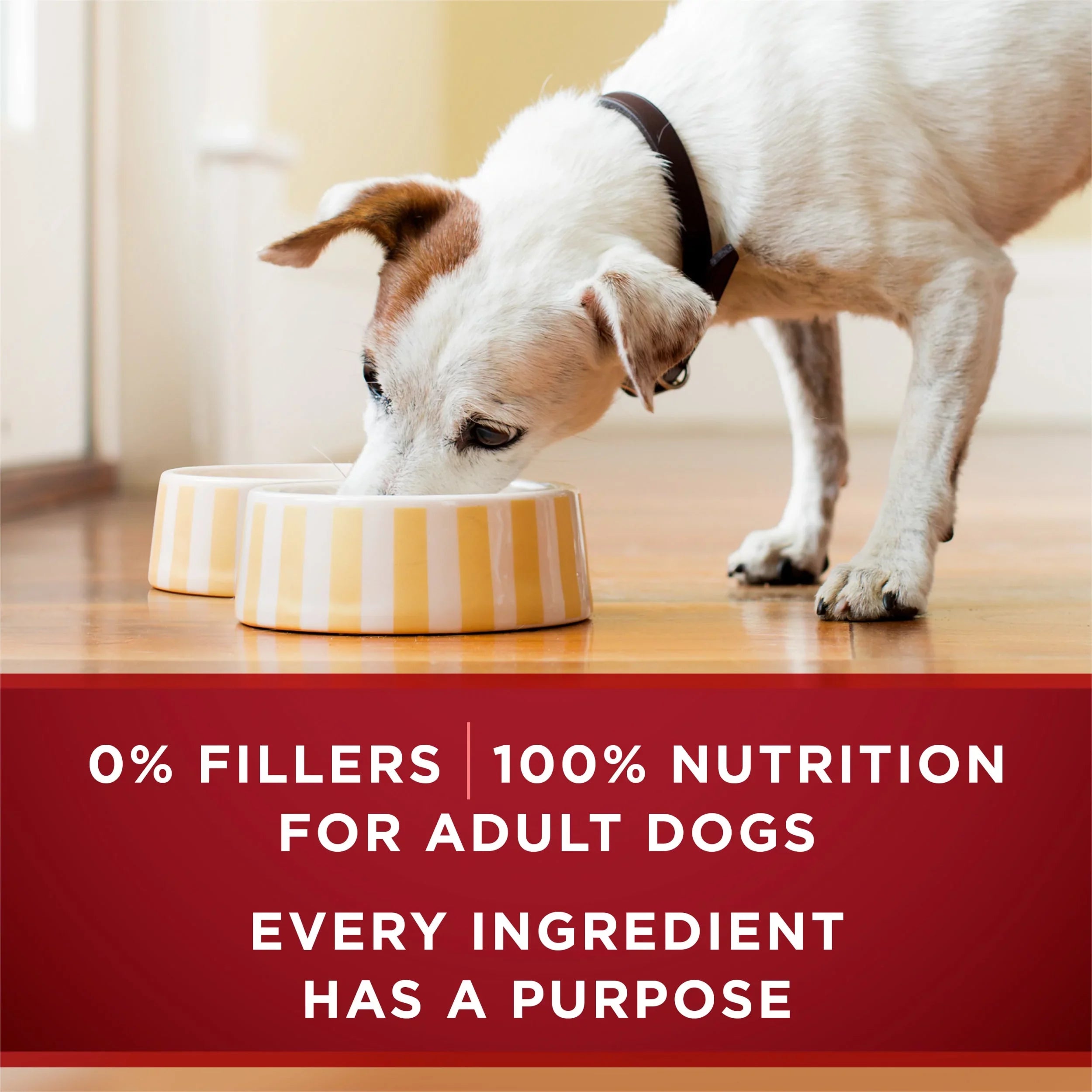 Purina One True Instinct Classic Ground Wet Dog Food, 13 oz Cans (12 Pack)