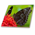 Blue Morpho butterfly in Key West, Florida, USA 12 Inch Ceramic Tile ct-230474-4