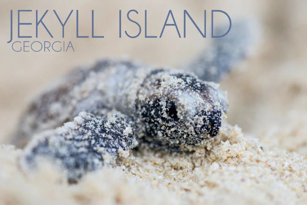 Jekyll Island, Georgia, Hawksbill Turtle Hatching (1000 Piece Puzzle, Size 19x27, Challenging Jigsaw Puzzle for Adults and Family, Made in USA)